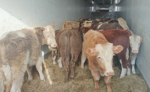 Фото Россельхознадзора по Хакасии и Туве